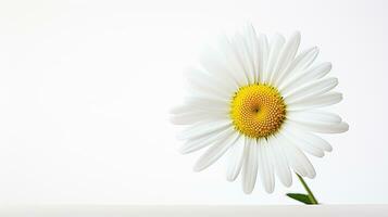 Photo of beautiful Daisy flower isolated on white background. Generative AI