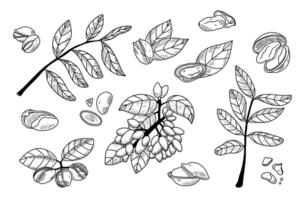 Outline pistachios set. Vector illustration in hand drawing sketch style. Healthy food ingredient for vegetarian diet. Botany collection of nut, nutshell, leaves, peel, branches, seed. Gourmet snack