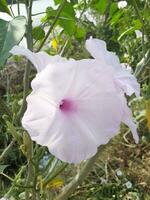 close up of beautiful pink morning glory flower in nature garden photo