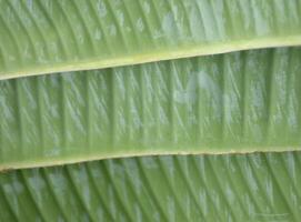 close - up of a banana leaf texture photo