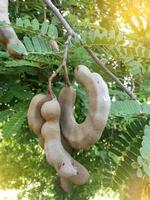 tamarind fruit in nature garden photo