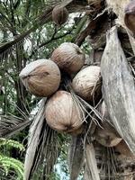 coconut palm tree with leaves photo