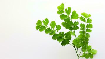 Photo of beautiful Maidenhair Fern flower isolated on white background. Generative AI