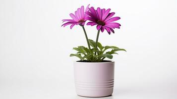 foto de osteospermum flor en maceta aislado en blanco antecedentes. generativo ai