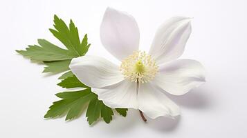 foto de hermosa madera anémona flor aislado en blanco antecedentes. generativo ai