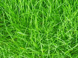 close up fresh green grass background photo