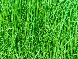 close up fresh green grass background photo
