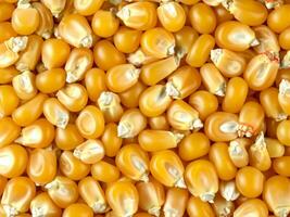 background of raw yellow corn grains photo