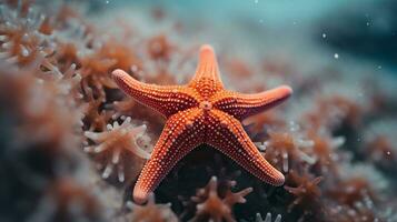 Wildlife photography of Photo of Starfish. Generative AI