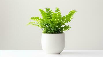 Photo of Maidenhair Fern flower in pot isolated on white background. Generative AI