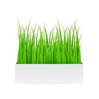 Fresh green grass in pot. Element of home decor. Vector realistic illustration, isolated