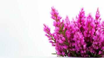 Photo of beautiful Heather flower isolated on white background. Generative AI