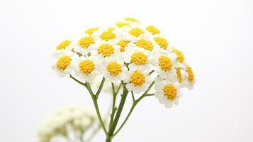 Photo of beautiful Yarrow flower isolated on white background. Generative AI