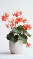 Photo of Begonia flower in pot isolated on white background. Generative AI