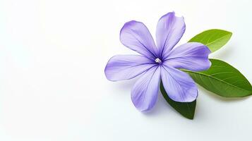 Photo of beautiful Periwinkle flower isolated on white background. Generative AI