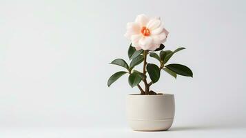 Photo of Camellia flower in pot isolated on white background. Generative AI