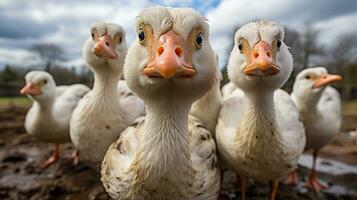 Close-up photo of a Duck looking any direction. Generative AI