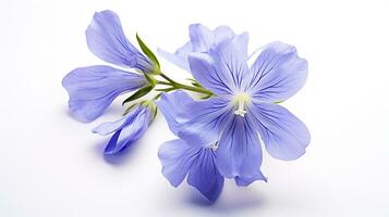 Photo of beautiful Jacob's Ladder flower isolated on white background. Generative AI