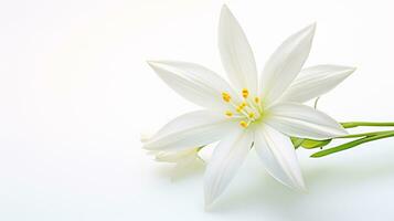 foto de hermosa estrella de Belén flor aislado en blanco antecedentes. generativo ai