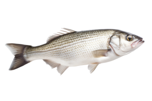 pescado aislado en blanco antecedentes. generativo ai png