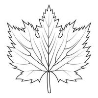 Contour drawing of a maple leaf. Autumn leaf vector