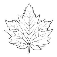 Contour drawing of a maple leaf. Autumn leaf vector