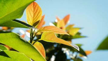 Mango albero foglia video