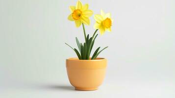 Photo of Daffodil flower in pot isolated on white background. Generative AI