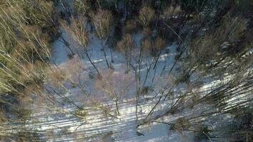 Aerial shot of mixed forest in winter video
