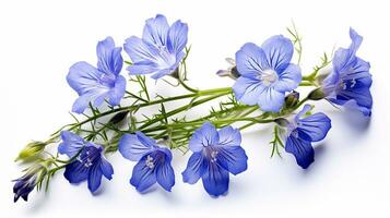 Photo of beautiful Jacob's Ladder flower isolated on white background. Generative AI