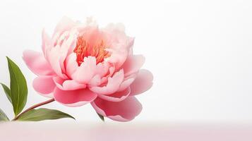 Photo of beautiful Peony flower isolated on white background. Generative AI