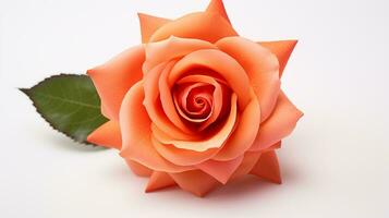 Photo of beautiful Rose flower isolated on white background. Generative AI