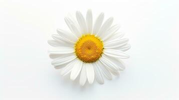 Photo of beautiful Daisy flower isolated on white background. Generative AI