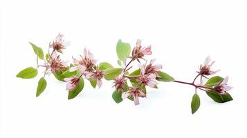 Photo of beautiful Bishop's Weed flower isolated on white background. Generative AI