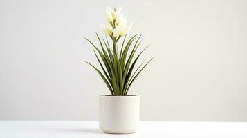 Photo of Yucca flower in pot isolated on white background. Generative AI