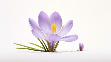 Photo of beautiful Crocus flower isolated on white background. Generative AI