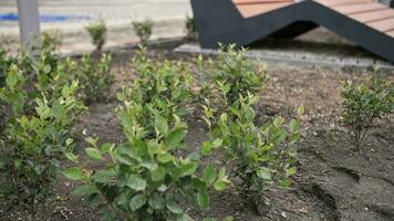 Plants in the courtyard of a multi-storey building video