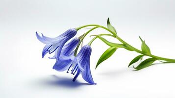 Photo of beautiful Bluebell flower isolated on white background. Generative AI