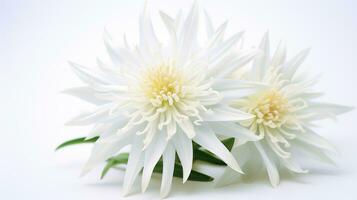 Photo of beautiful Edelweiss flower isolated on white background. Generative AI