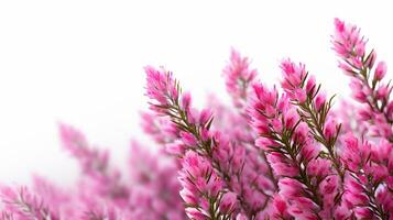 Photo of beautiful Heather flower isolated on white background. Generative AI