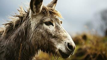 Close-up photo of a Donkey looking any direction. Generative AI