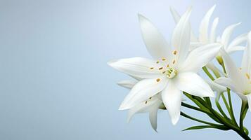 Photo of beautiful Star of Bethlehem flower isolated on white background. Generative AI