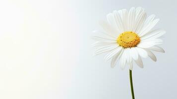 Photo of beautiful Shasta Daisy flower isolated on white background. Generative AI