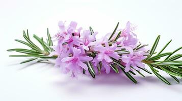 Photo of beautiful Rosemary flower isolated on white background. Generative AI