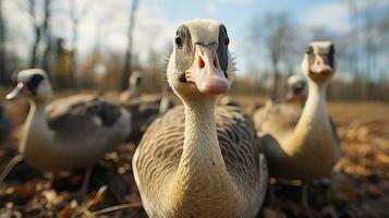 Close-up photo of a Duck looking any direction. Generative AI