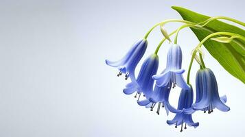 Photo of beautiful Virginia Bluebell flower isolated on white background. Generative AI