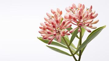 Photo of beautiful Milkweed flower isolated on white background. Generative AI