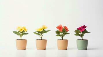 Photo of Four  flower in pot isolated on white background. Generative AI