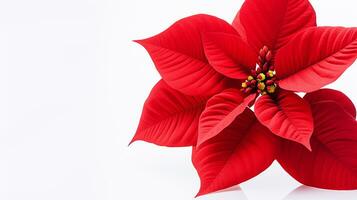 Photo of beautiful Poinsettia flower isolated on white background. Generative AI