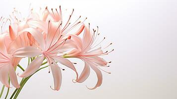 Photo of beautiful Spider Lily flower isolated on white background. Generative AI